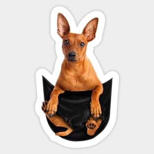 Cute Miniature Pinscher Puppy Lover Pinscher Dog In Pocket Meme Sticker